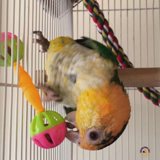 Colorful Dumbbell Bell Toy for Birds, 2 Pack | Bon Bon Bird Toys
