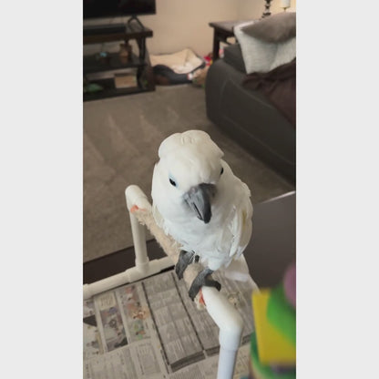 Large Wood Climbing Chew Toy for Macaws, Cockatoos & African Grey